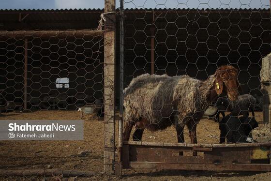 گزارش تصویری | مزرعه دامپروری چپرقویمه