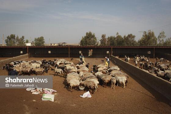 گزارش تصویری | مزرعه دامپروری چپرقویمه