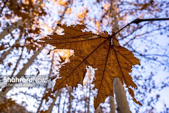 گزارش تصویری | طبیعت پاییزی شاندیز