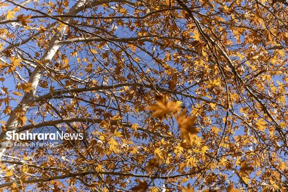 گزارش تصویری | طبیعت پاییزی شاندیز