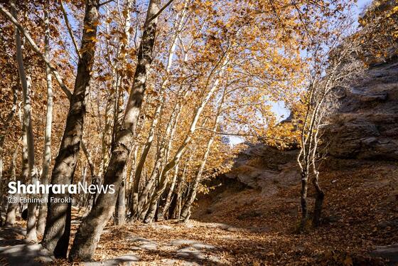 گزارش تصویری | طبیعت پاییزی شاندیز