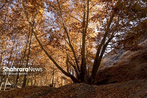 گزارش تصویری | طبیعت پاییزی شاندیز