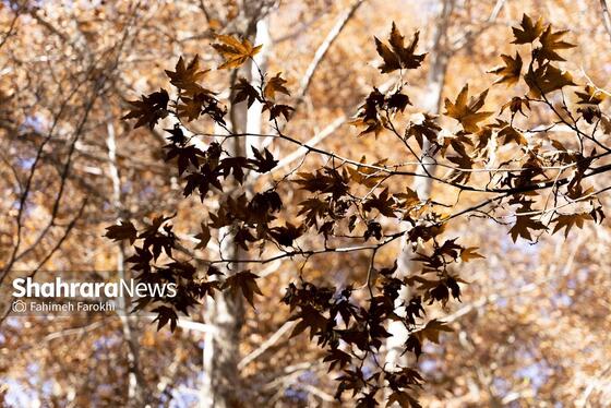 گزارش تصویری | طبیعت پاییزی شاندیز