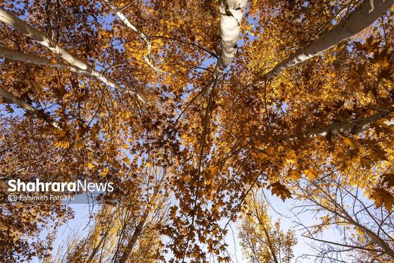 گزارش تصویری | طبیعت پاییزی شاندیز