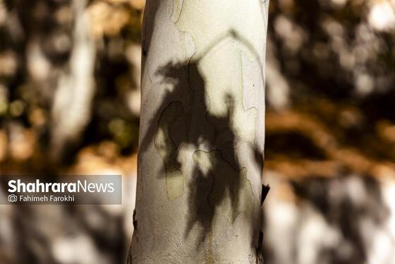 گزارش تصویری | طبیعت پاییزی شاندیز