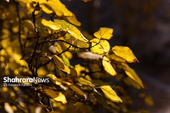 گزارش تصویری | طبیعت پاییزی شاندیز