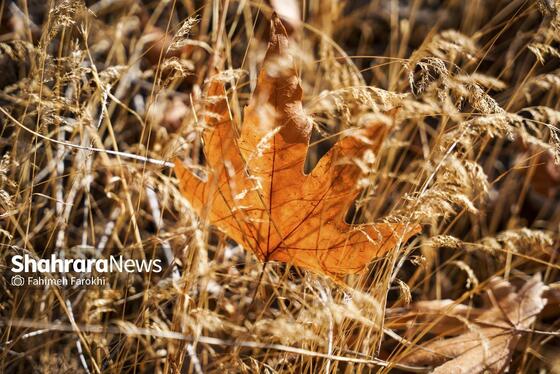 گزارش تصویری | طبیعت پاییزی شاندیز