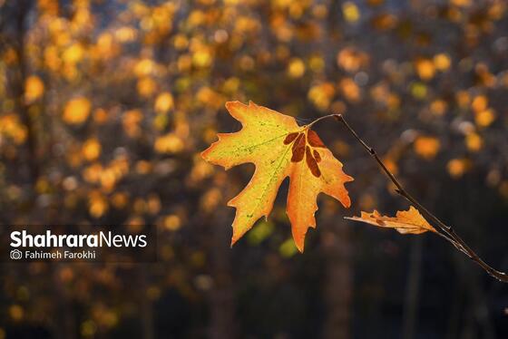 گزارش تصویری | طبیعت پاییزی شاندیز