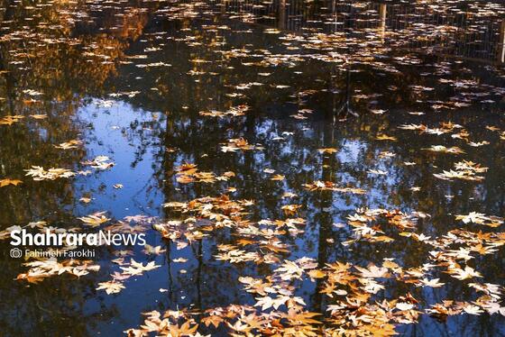 گزارش تصویری | طبیعت پاییزی شاندیز
