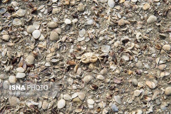 گزارش تصویری | آخرین نفس‌های بزرگ‌ترین خلیج خزر÷