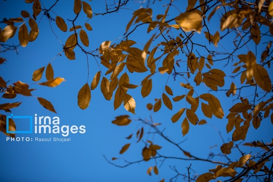 ایران زیباست | پائیز در ابیانه