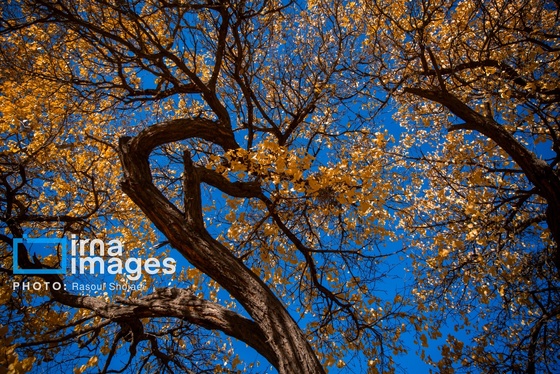 ایران زیباست | پائیز در ابیانه