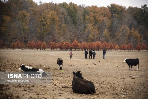 گزارش تصویری | پاییز خشک مازندران