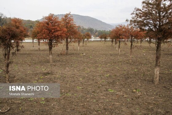 گزارش تصویری | پاییز خشک مازندران