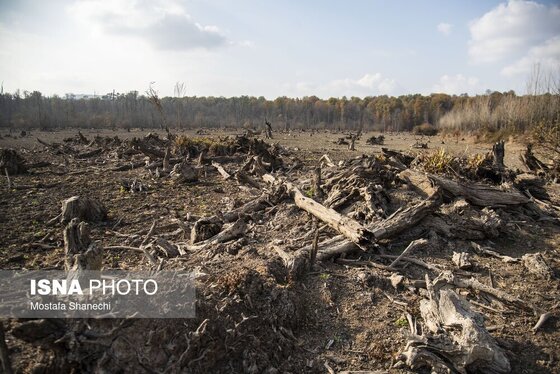 گزارش تصویری | پاییز خشک مازندران