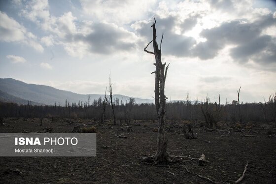 گزارش تصویری | پاییز خشک مازندران