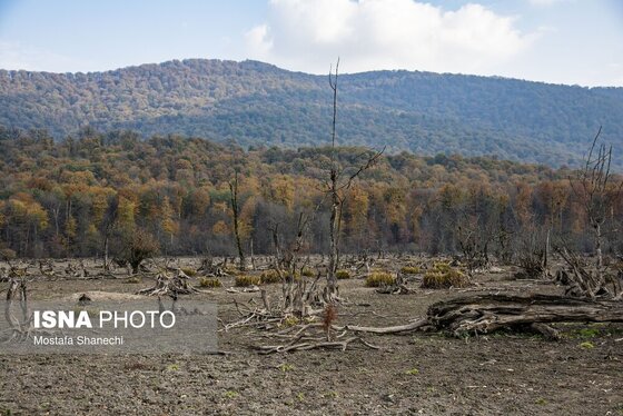 گزارش تصویری | پاییز خشک مازندران