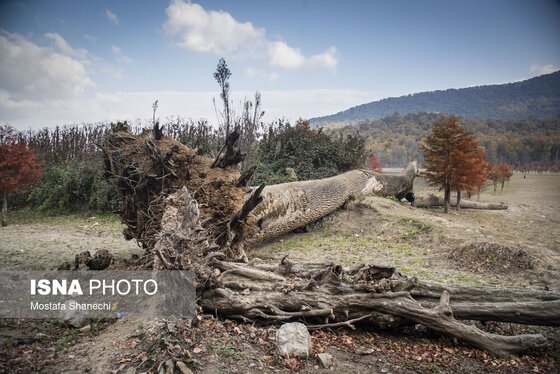گزارش تصویری | پاییز خشک مازندران