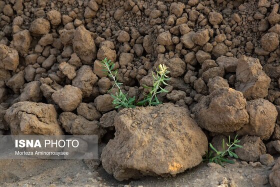 گزارش تصویری | بحران زمین و آب در قلب خراسان