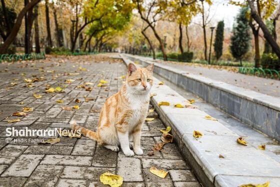 گزارش تصویری | بارش پاییزی باران در مشهد (۱۲ آذر ۱۴۰۴)