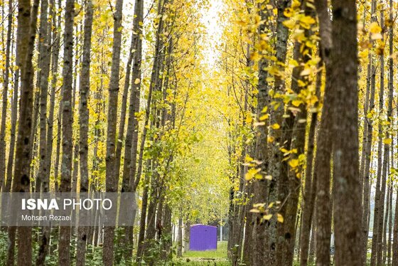 گزارش تصویری | پادشاه فصل‌ها پاییز