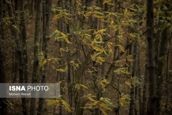 گزارش تصویری | پادشاه فصل‌ها پاییز