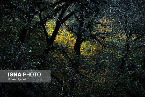 گزارش تصویری | پادشاه فصل‌ها پاییز