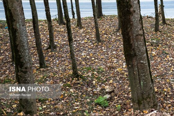گزارش تصویری | پادشاه فصل‌ها پاییز