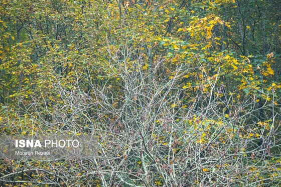 گزارش تصویری | پادشاه فصل‌ها پاییز