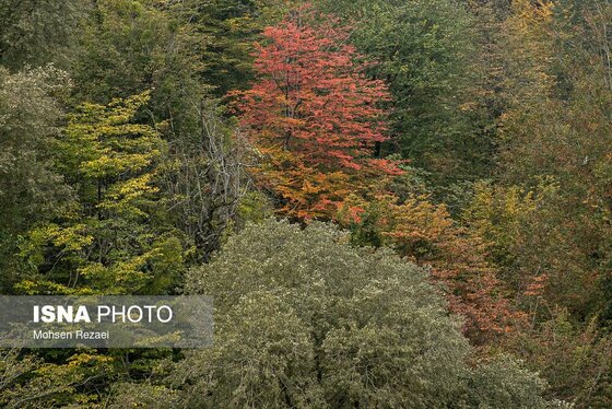 گزارش تصویری | پادشاه فصل‌ها پاییز