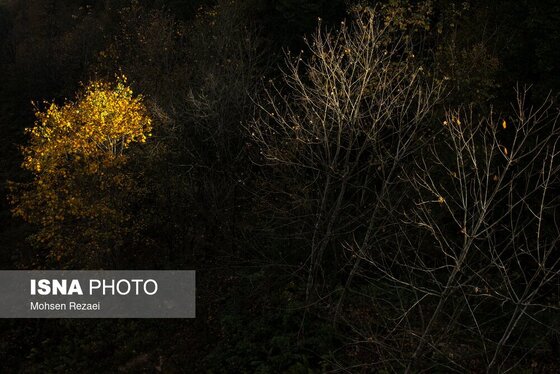 گزارش تصویری | پادشاه فصل‌ها پاییز