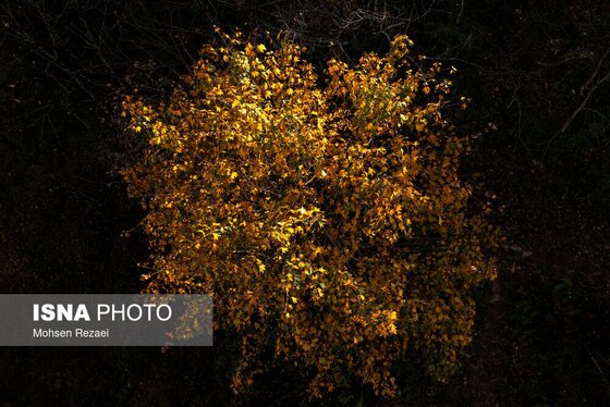 گزارش تصویری | پادشاه فصل‌ها پاییز