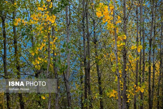 گزارش تصویری | پادشاه فصل‌ها پاییز