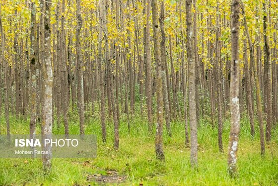 گزارش تصویری | پادشاه فصل‌ها پاییز