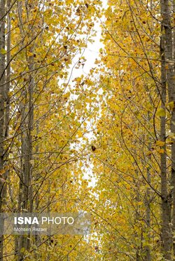 گزارش تصویری | پادشاه فصل‌ها پاییز