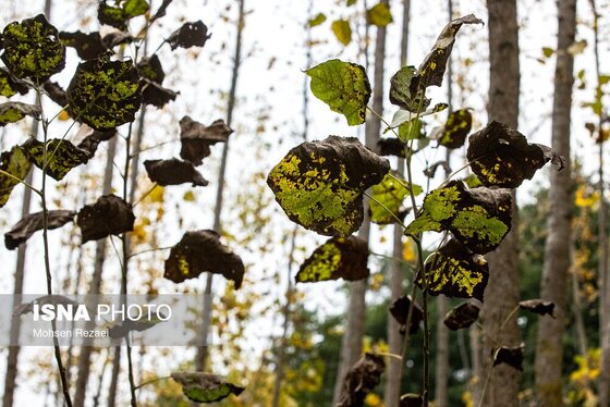گزارش تصویری | پادشاه فصل‌ها پاییز