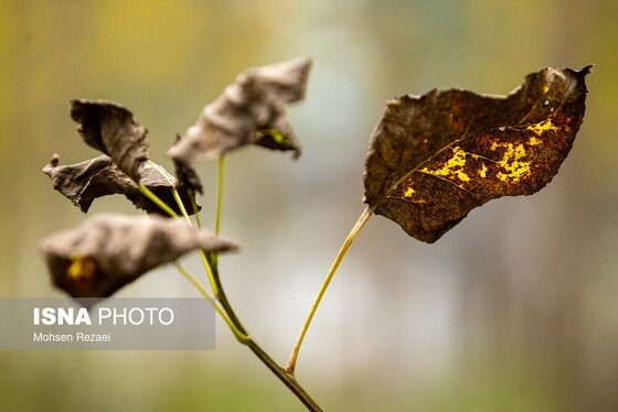 گزارش تصویری | پادشاه فصل‌ها پاییز