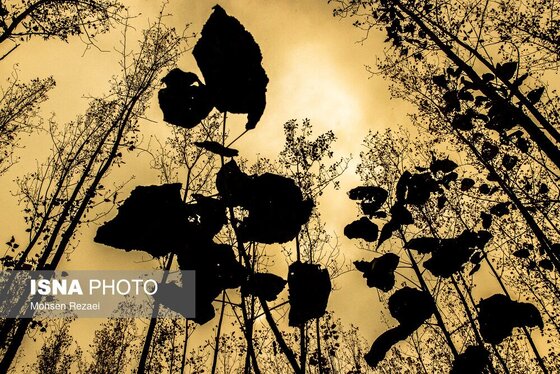 گزارش تصویری | پادشاه فصل‌ها پاییز