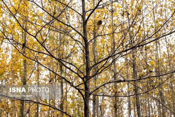 گزارش تصویری | پادشاه فصل‌ها پاییز