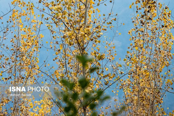 گزارش تصویری | پادشاه فصل‌ها پاییز