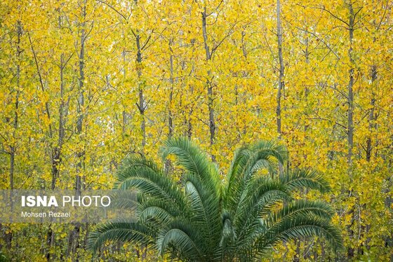 گزارش تصویری | پادشاه فصل‌ها پاییز