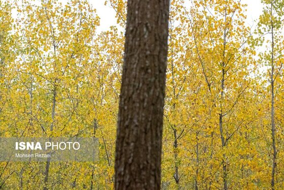 گزارش تصویری | پادشاه فصل‌ها پاییز