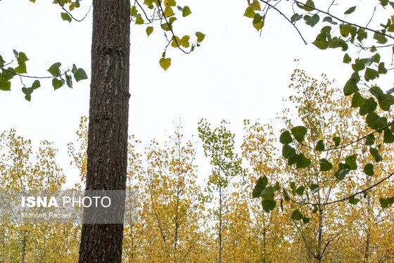 گزارش تصویری | پادشاه فصل‌ها پاییز