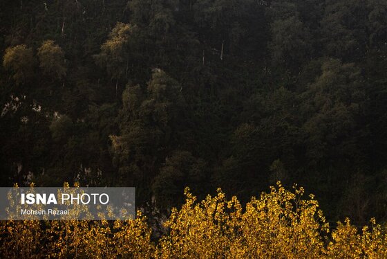 گزارش تصویری | پادشاه فصل‌ها پاییز
