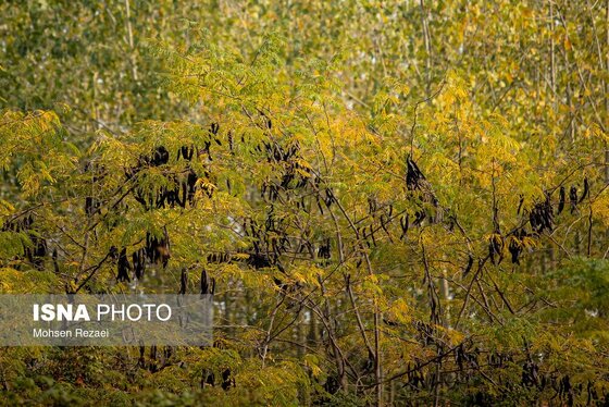 گزارش تصویری | پادشاه فصل‌ها پاییز