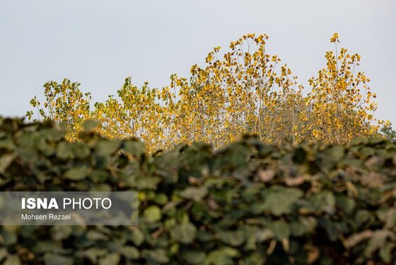 گزارش تصویری | پادشاه فصل‌ها پاییز