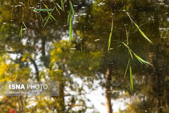 گزارش تصویری | پادشاه فصل‌ها پاییز