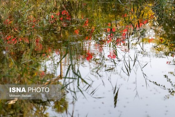 گزارش تصویری | پادشاه فصل‌ها پاییز
