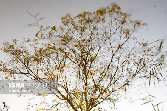 گزارش تصویری | پادشاه فصل‌ها پاییز