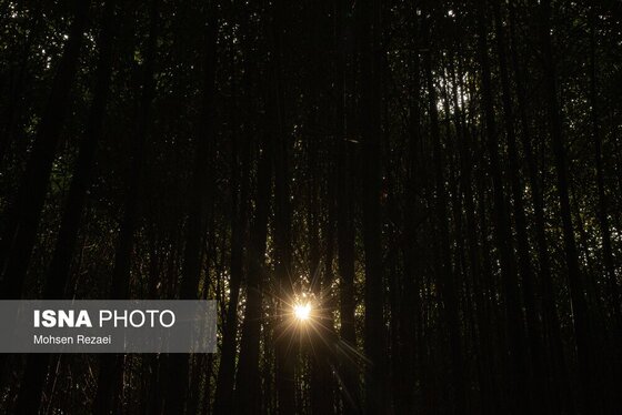 گزارش تصویری | پادشاه فصل‌ها پاییز